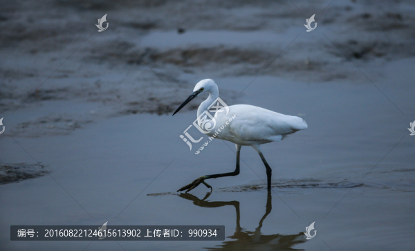 白鷺,鷺鳥