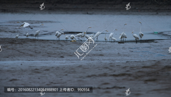 白鷺,鷺鳥