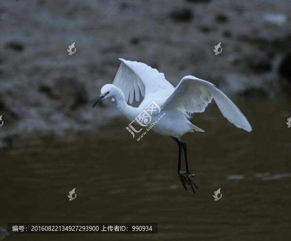白鷺,鷺鳥