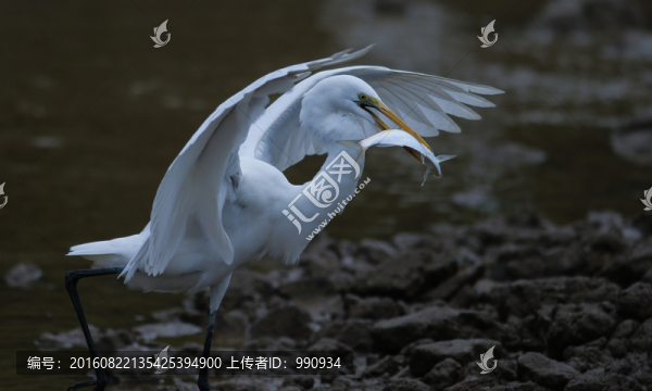 白鷺,鷺鳥
