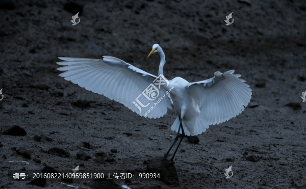 白鷺,鷺鳥