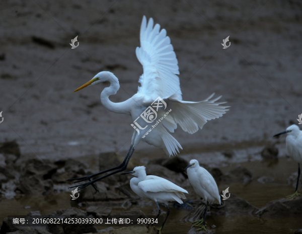 白鷺,鷺鳥