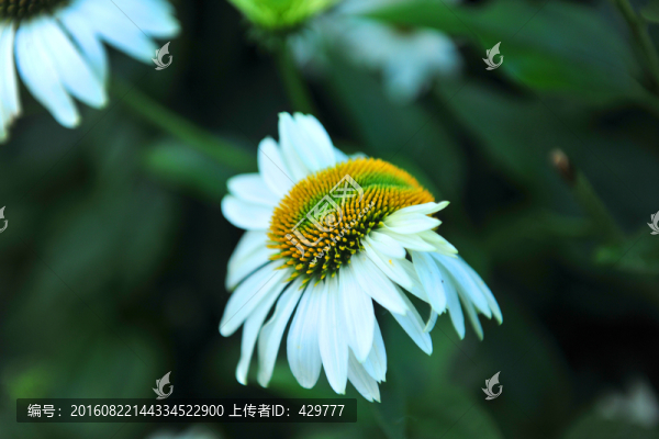 綠化帶花草,景觀帶,,夏花