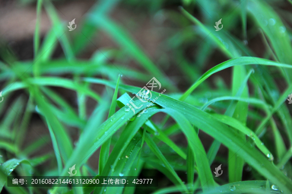 小草,綠草,青草