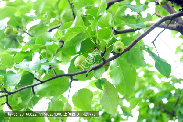 梨樹(shù),梨園,果園