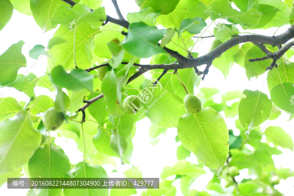 梨樹,梨園,果園