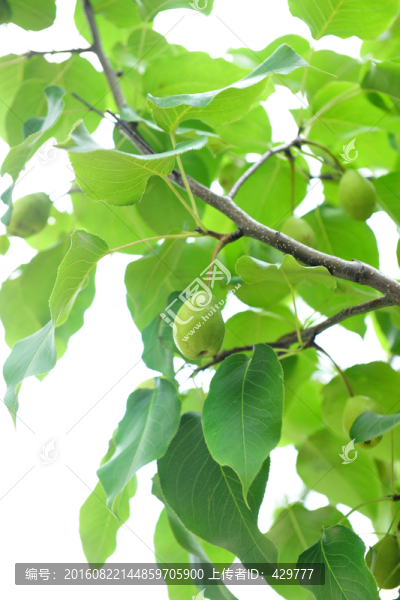 青梨,梨子,梨樹(shù)