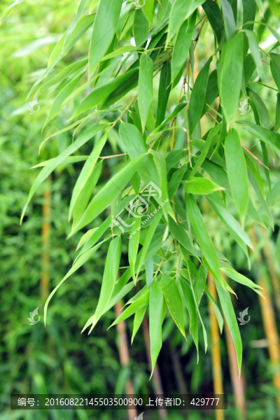 竹子,竹林,翠竹