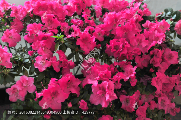 紅杜鵑,杜鵑花,花背景