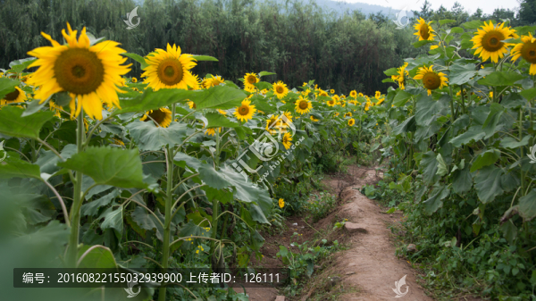 螳螂川的葵花