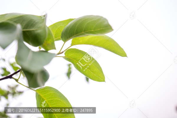 梨樹樹葉