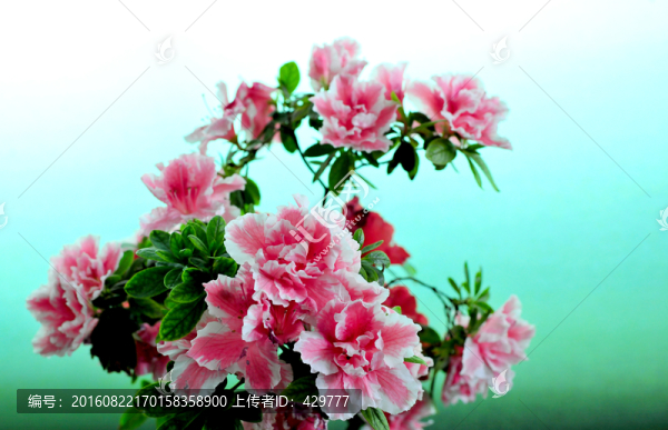 杜鵑花開