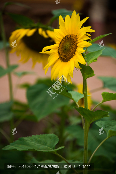 螳螂川的葵花