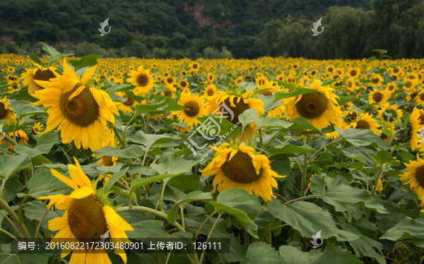 螳螂川的葵花