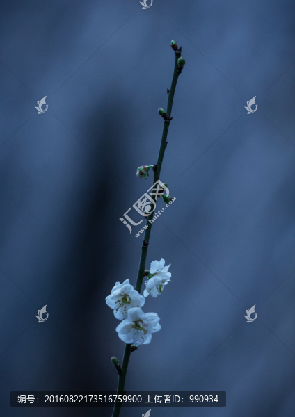 梅花