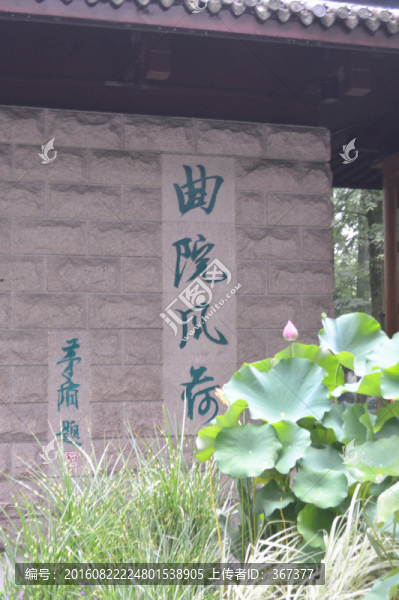 曲院風(fēng)荷