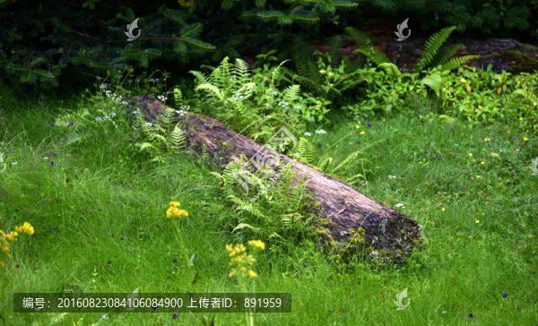 西藏南伊溝