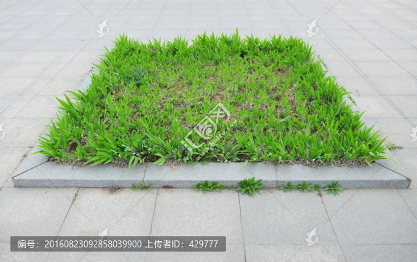 綠化帶,園林花草,公園風景