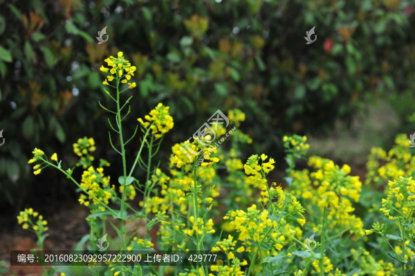 油菜花,油菜田