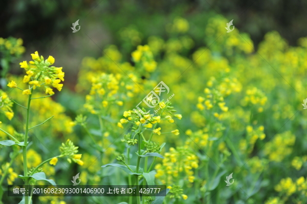 油菜花,油菜田