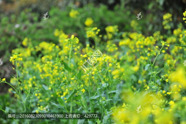 油菜花,油菜田