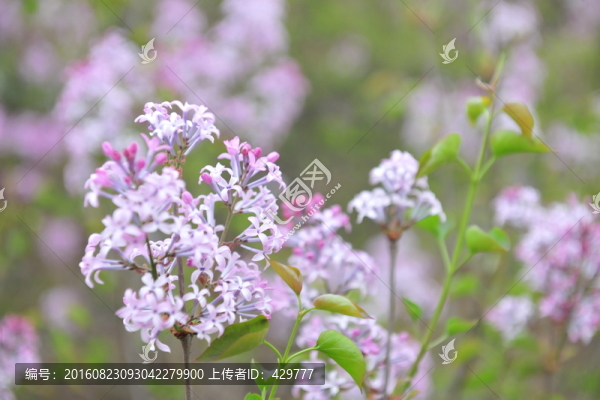 紫薇花,園林綠化,景觀花卉