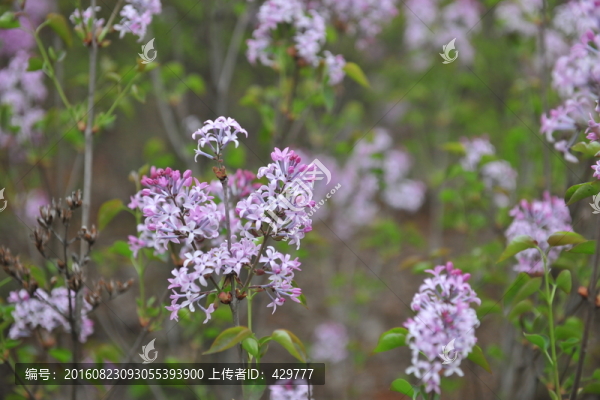 紫薇花,園林綠化,景觀花卉