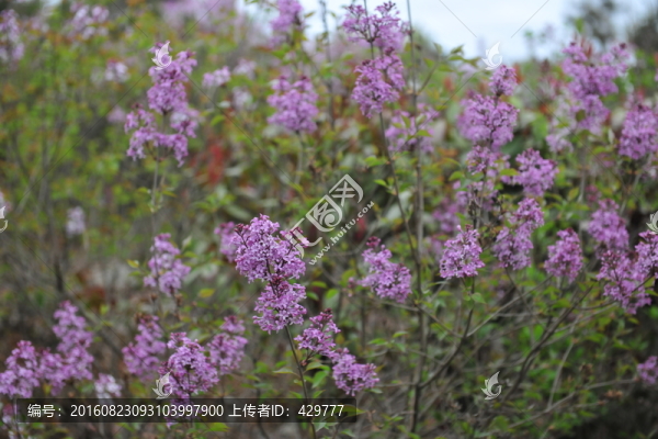 百日紅,紫薇花,園林苗木