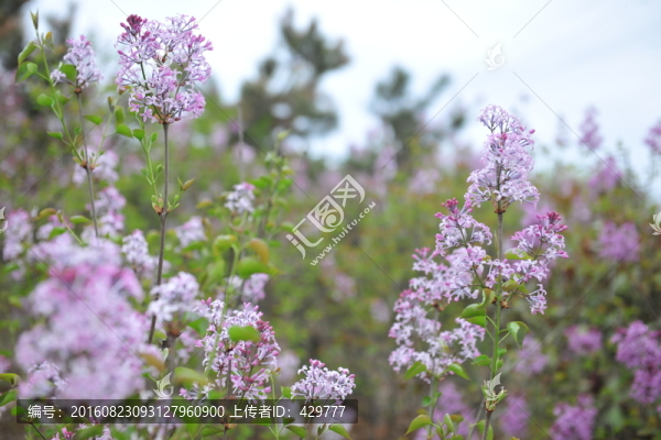 百日紅,紫薇花,園林苗木