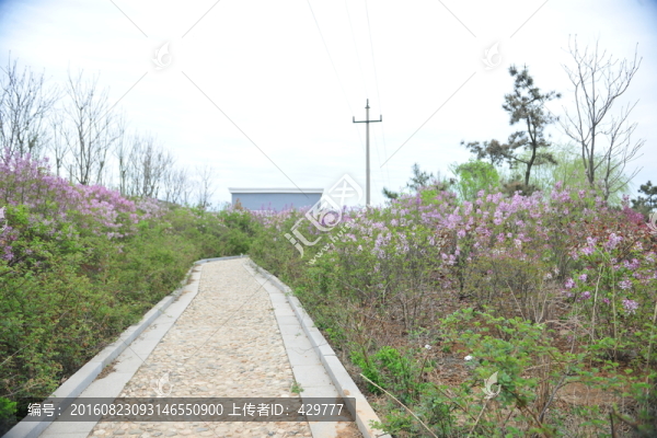紫薇花,園林綠化,景觀花卉