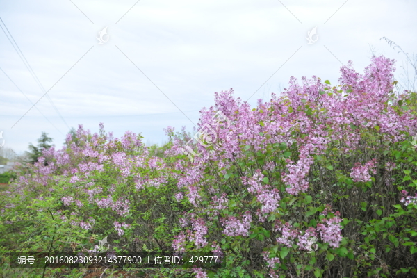 百日紅,紫薇花,園林苗木