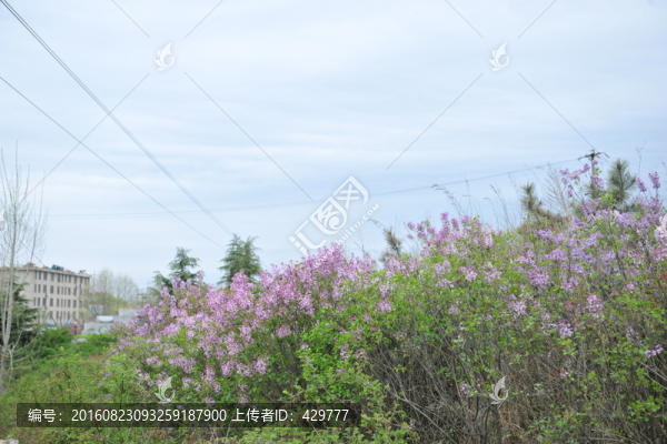 綠化苗木,園林綠化