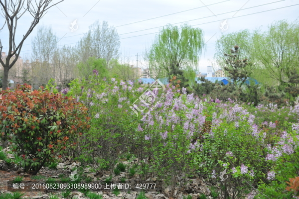 綠化苗木,園林綠化