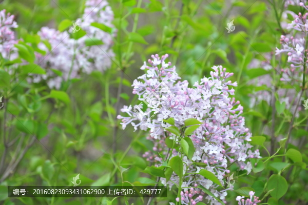 百日紅,紫薇花,園林苗木
