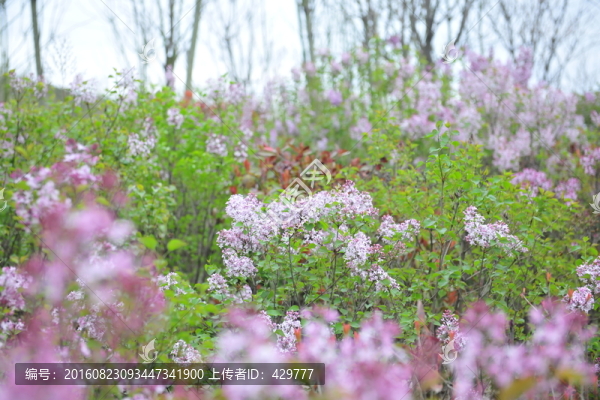 百日紅,紫薇花,園林苗木