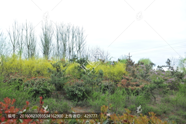 園林綠化,公園風(fēng)景,綠化帶