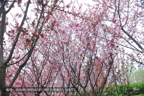 櫻花園,櫻花