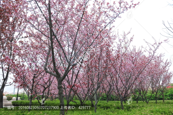 櫻花,櫻花園