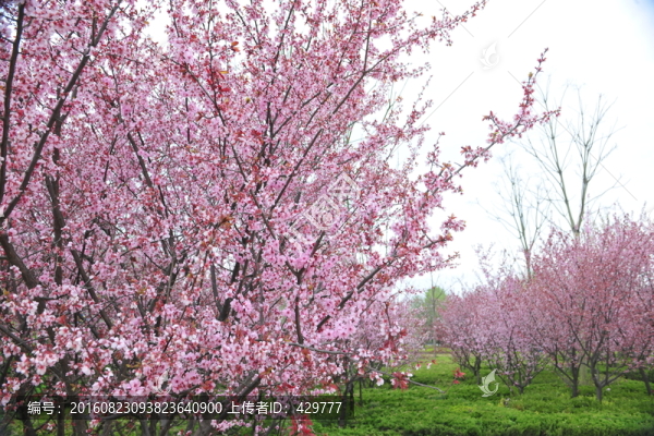 櫻花,櫻花園