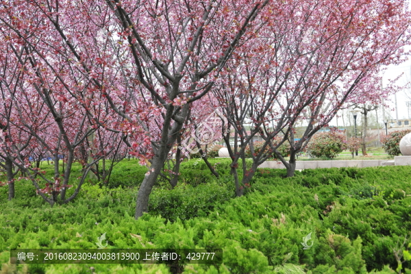 櫻花園,櫻花