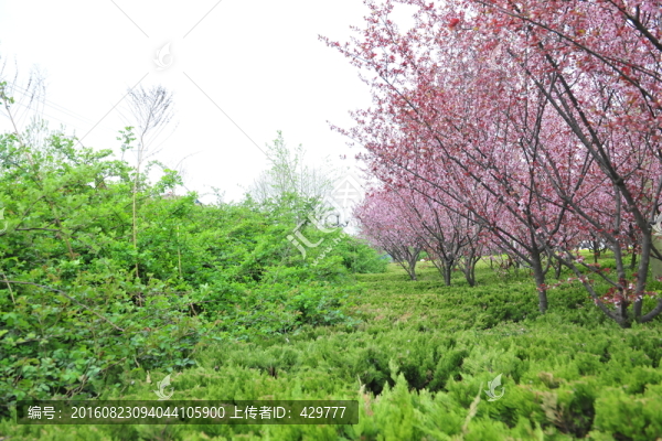 櫻花園,櫻花