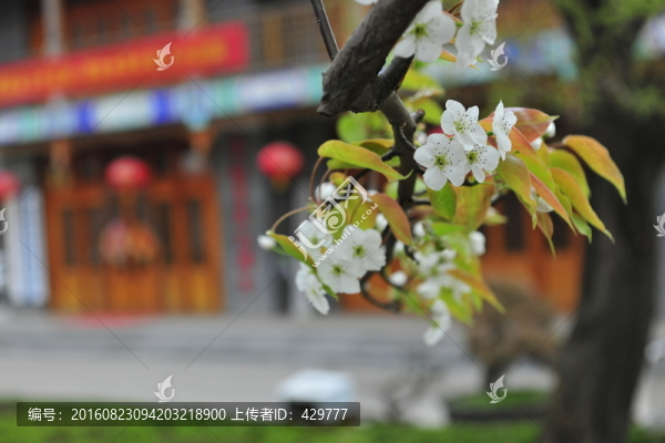 梨樹花,梨園春色,白梨花