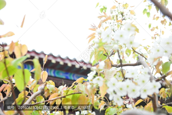 白色花,梨花,梨樹
