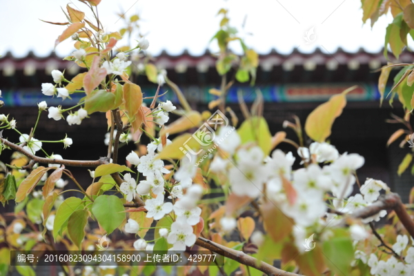 梨花,梨樹