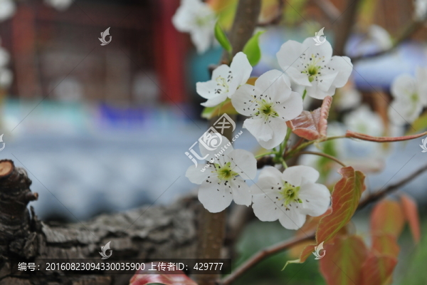 梨花,梨樹(shù)