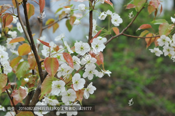梨花,梨樹