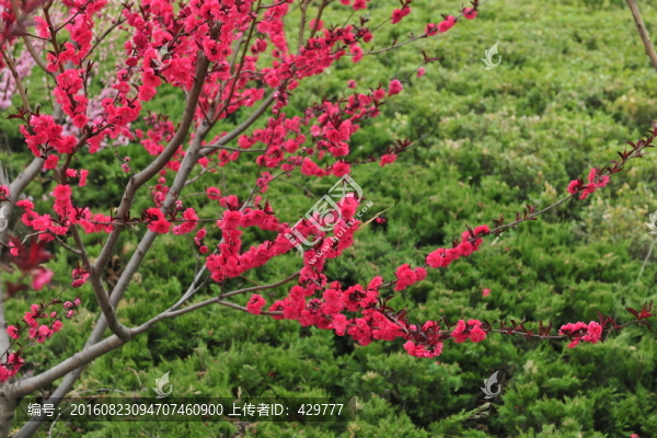 桃花