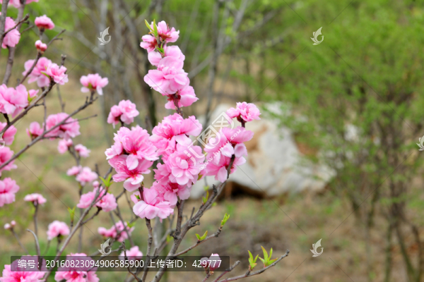 粉色桃花,桃花盛開