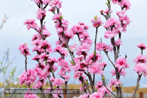 粉色桃花,桃花盛開
