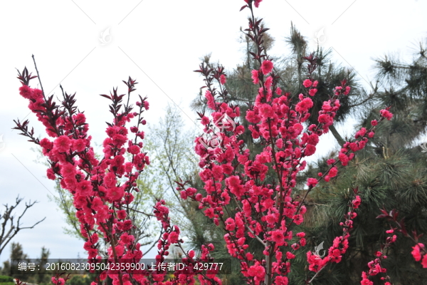 桃花,景觀樹,園林景觀